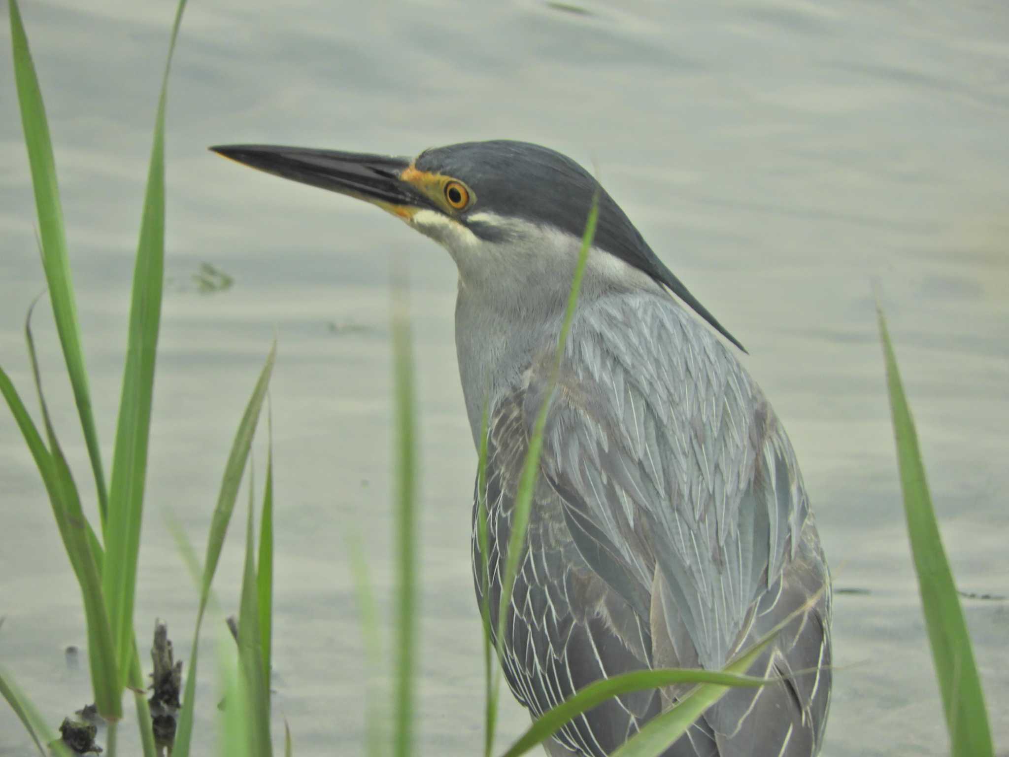 Photo of Striated Heron at Tokyo Port Wild Bird Park by maru