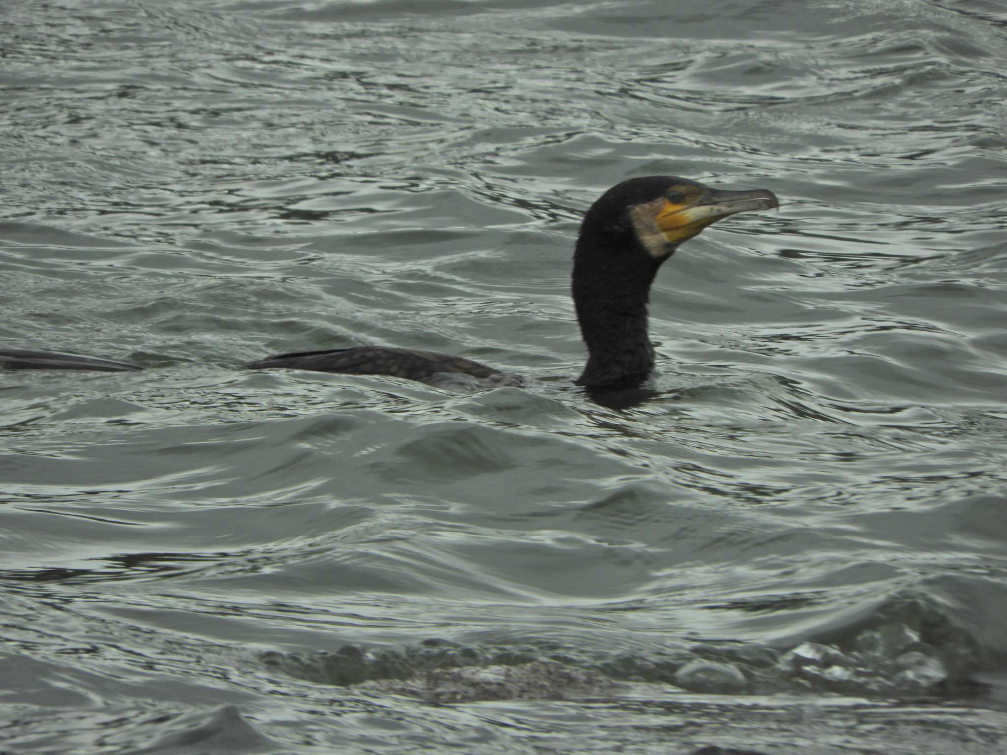 Photo of Great Cormorant at Tokyo Port Wild Bird Park by maru