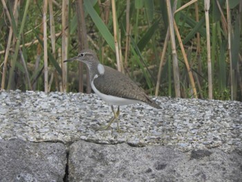 イソシギ 東京港野鳥公園 2024年5月8日(水)