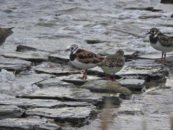 キョウジョシギ 東京港野鳥公園 2024年5月8日(水)