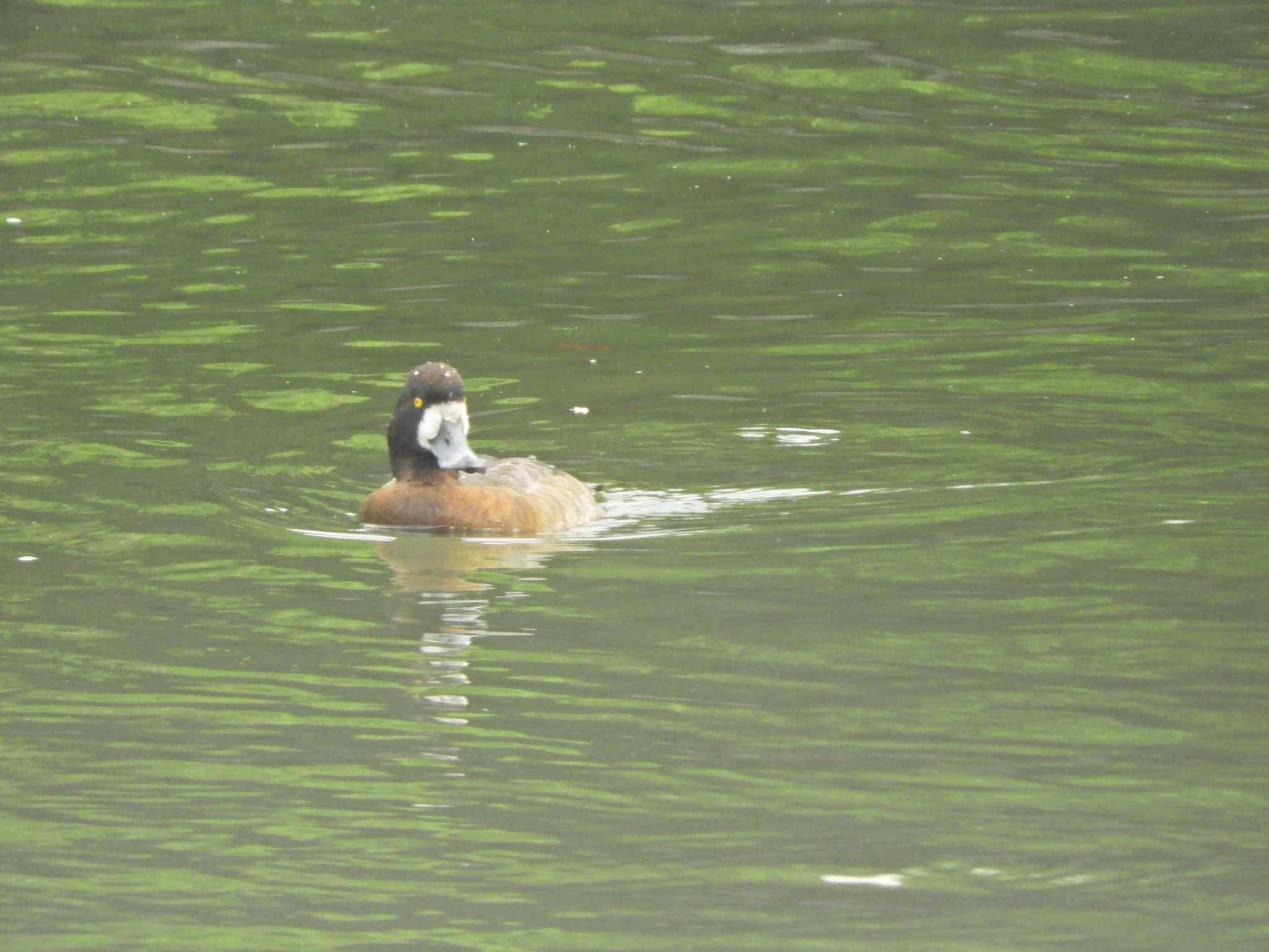 Greater Scaup