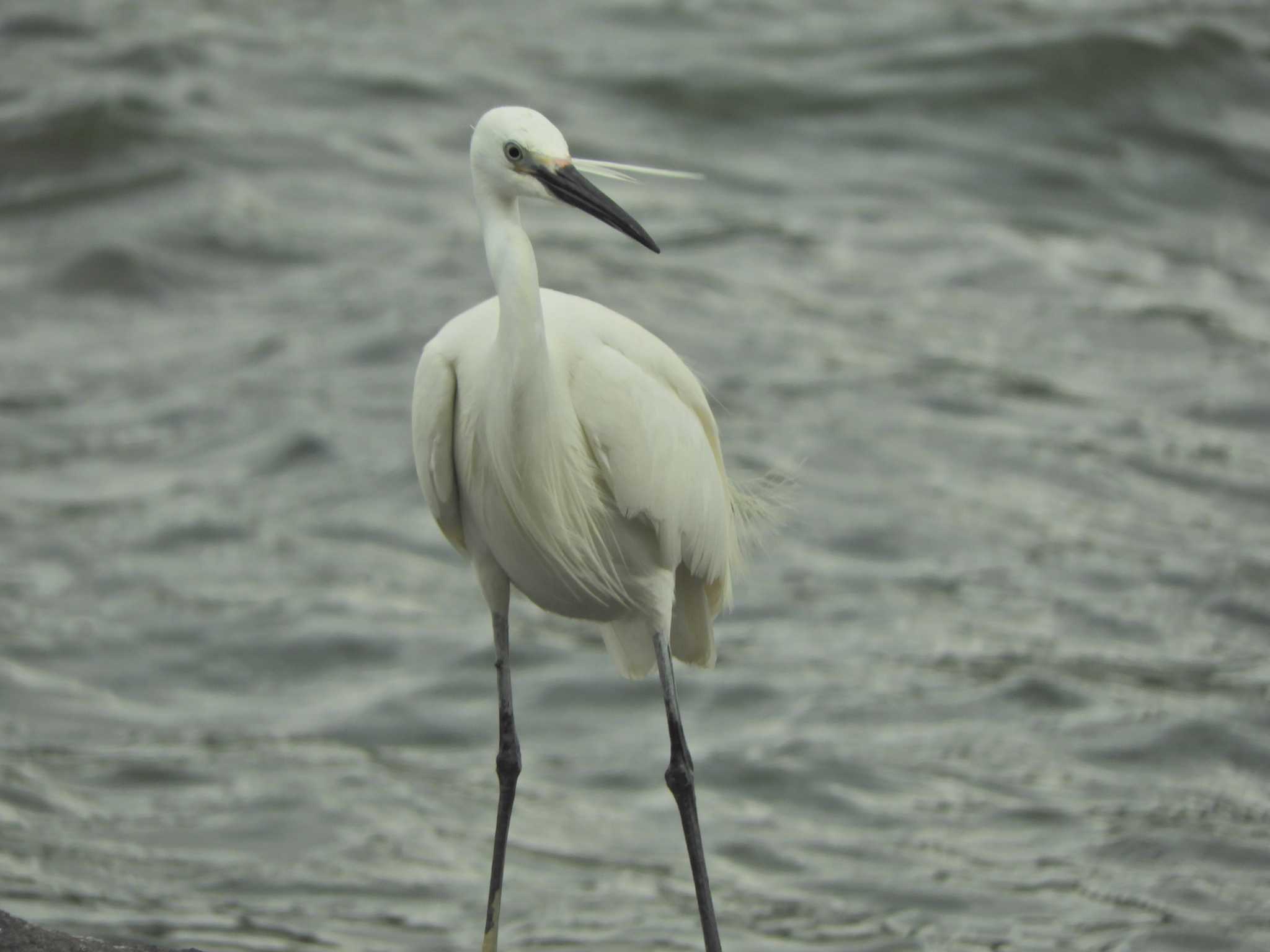 Little Egret