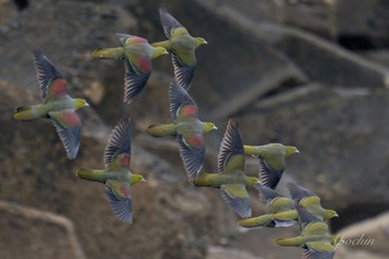 White-bellied Green Pigeon Terugasaki Beach Mon, 5/6/2024