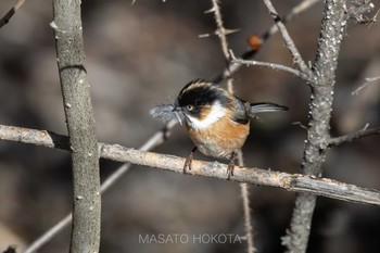 Black-browed Bushtit