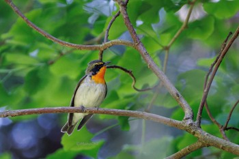 Narcissus Flycatcher 福岡県 Thu, 5/9/2024