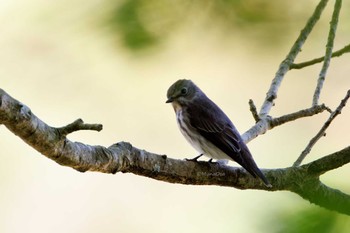 Grey-streaked Flycatcher 福岡県 Thu, 5/9/2024