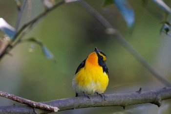 Narcissus Flycatcher 福岡県 Thu, 5/9/2024