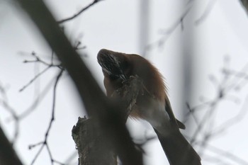 カケス 滋賀県甲賀市甲南町創造の森 2019年1月4日(金)