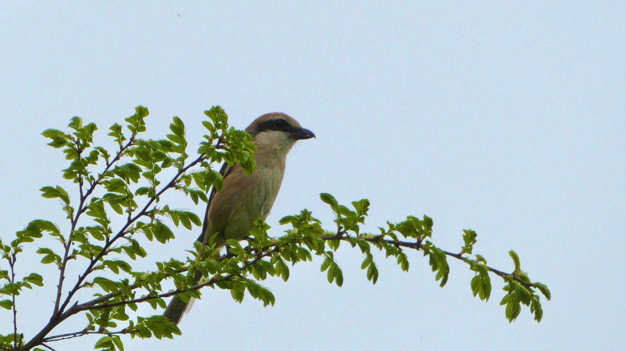 Bull-headed Shrike