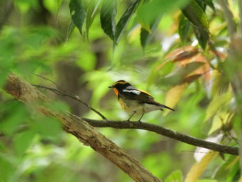 Narcissus Flycatcher 秩父 Fri, 4/26/2024