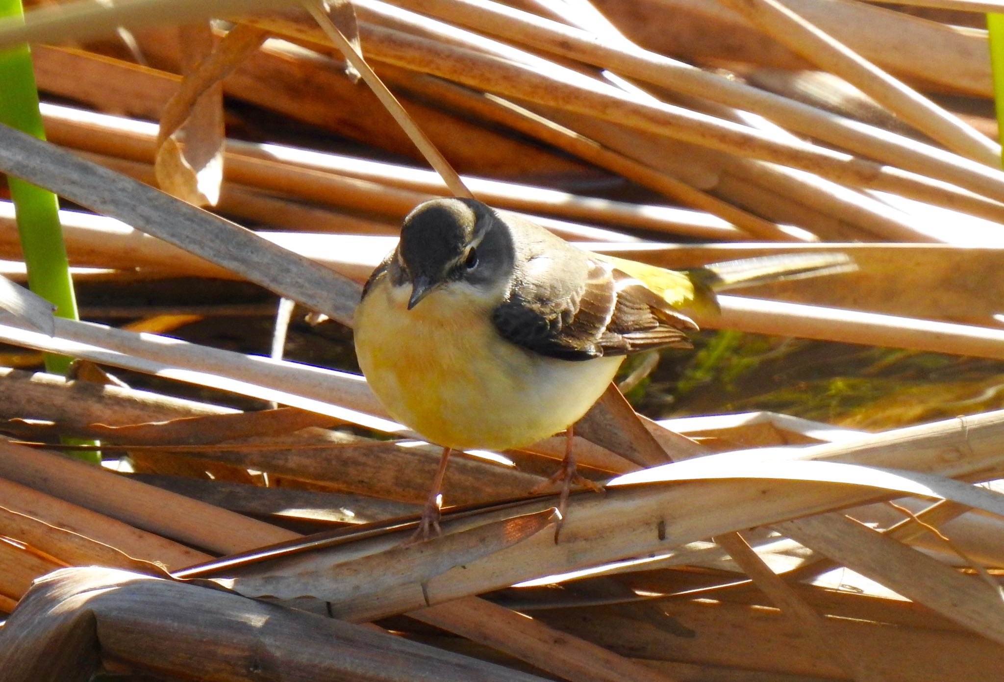 Grey Wagtail