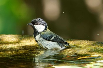 Japanese Tit 権現山(弘法山公園) Sat, 5/4/2024