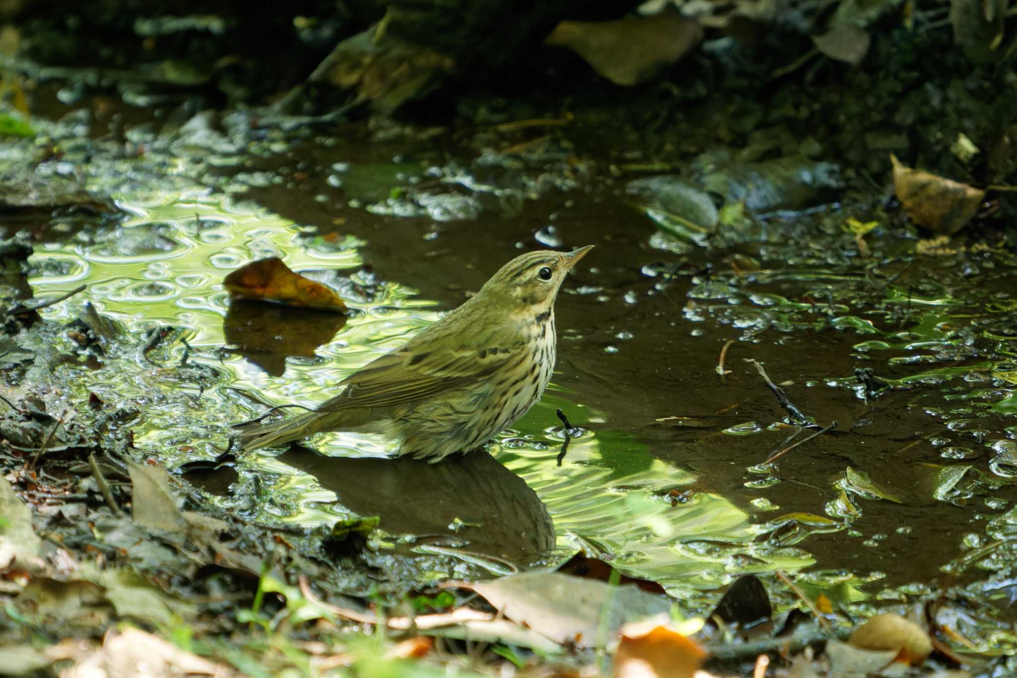 Photo of Olive-backed Pipit at 権現山(弘法山公園) by たねもみちゃん