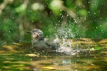 Brown-eared Bulbul 権現山(弘法山公園) Sat, 5/4/2024