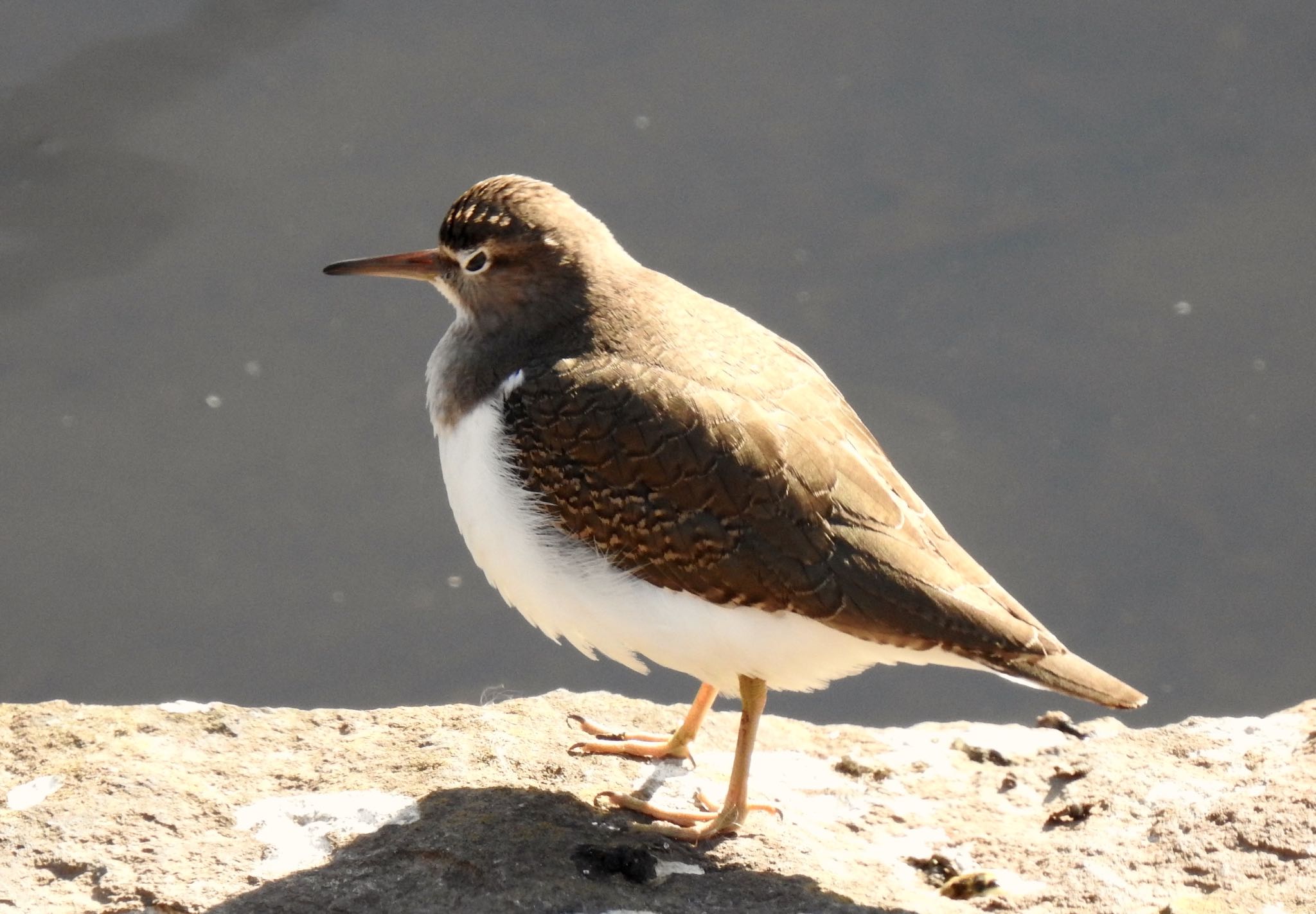 Common Sandpiper