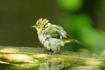 Warbling White-eye 権現山(弘法山公園) Sat, 5/4/2024