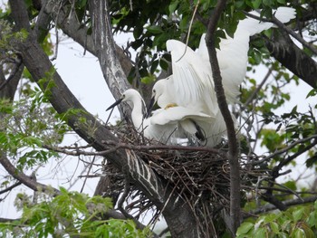 Little Egret 打上川治水緑地 Mon, 4/29/2024