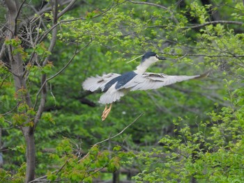 ゴイサギ 打上川治水緑地 2024年4月29日(月)