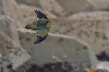 アオバト 大磯照ヶ崎海岸 2024年5月6日(月)