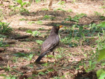 Japanese Thrush 荒沢湿原 Thu, 5/2/2024