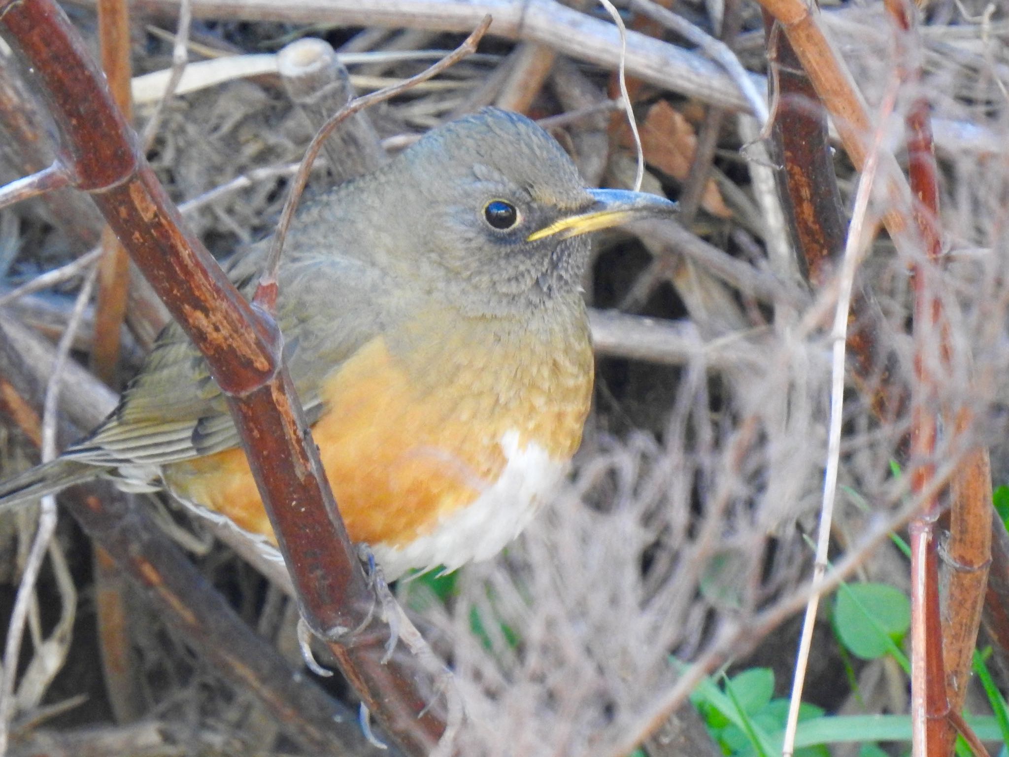 Brown-headed Thrush