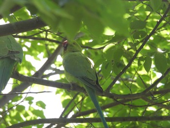 Rose-ringed Parakeet 横浜市港北区高田町周辺 Thu, 5/9/2024