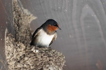 Barn Swallow 島根県大根島 Sat, 5/4/2024