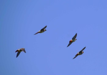 Sat, 5/4/2024 Birding report at 島根県大根島