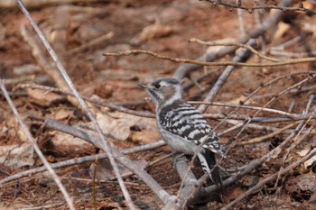 Japanese Pygmy Woodpecker Asahiyama Memorial Park Sat, 4/13/2024