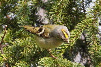 Goldcrest Asahiyama Memorial Park Sat, 4/13/2024