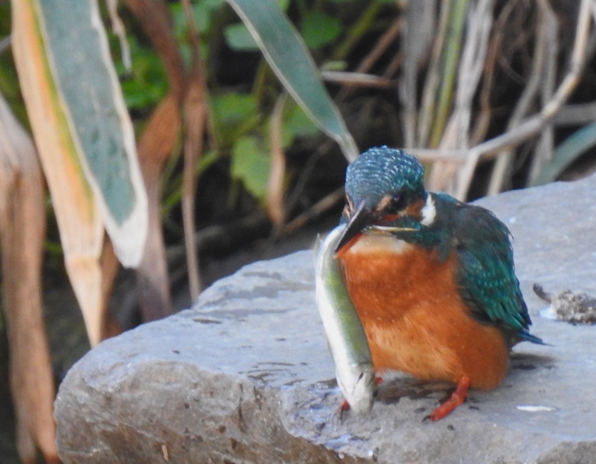 Common Kingfisher