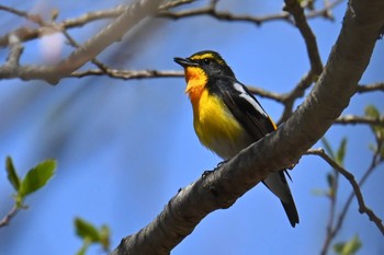 Narcissus Flycatcher 大蔵高丸 Sat, 5/4/2024