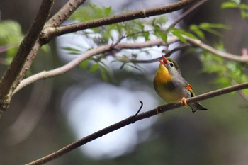 ソウシチョウ 山梨県鳴沢村 2024年5月8日(水)