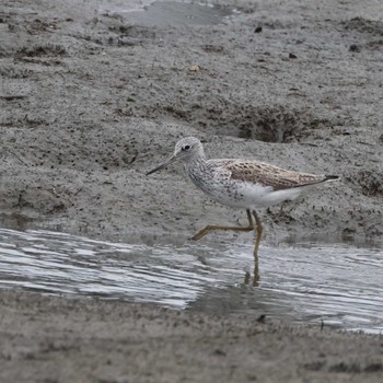 Common Greenshank 土留木川河口(東海市) Mon, 5/6/2024