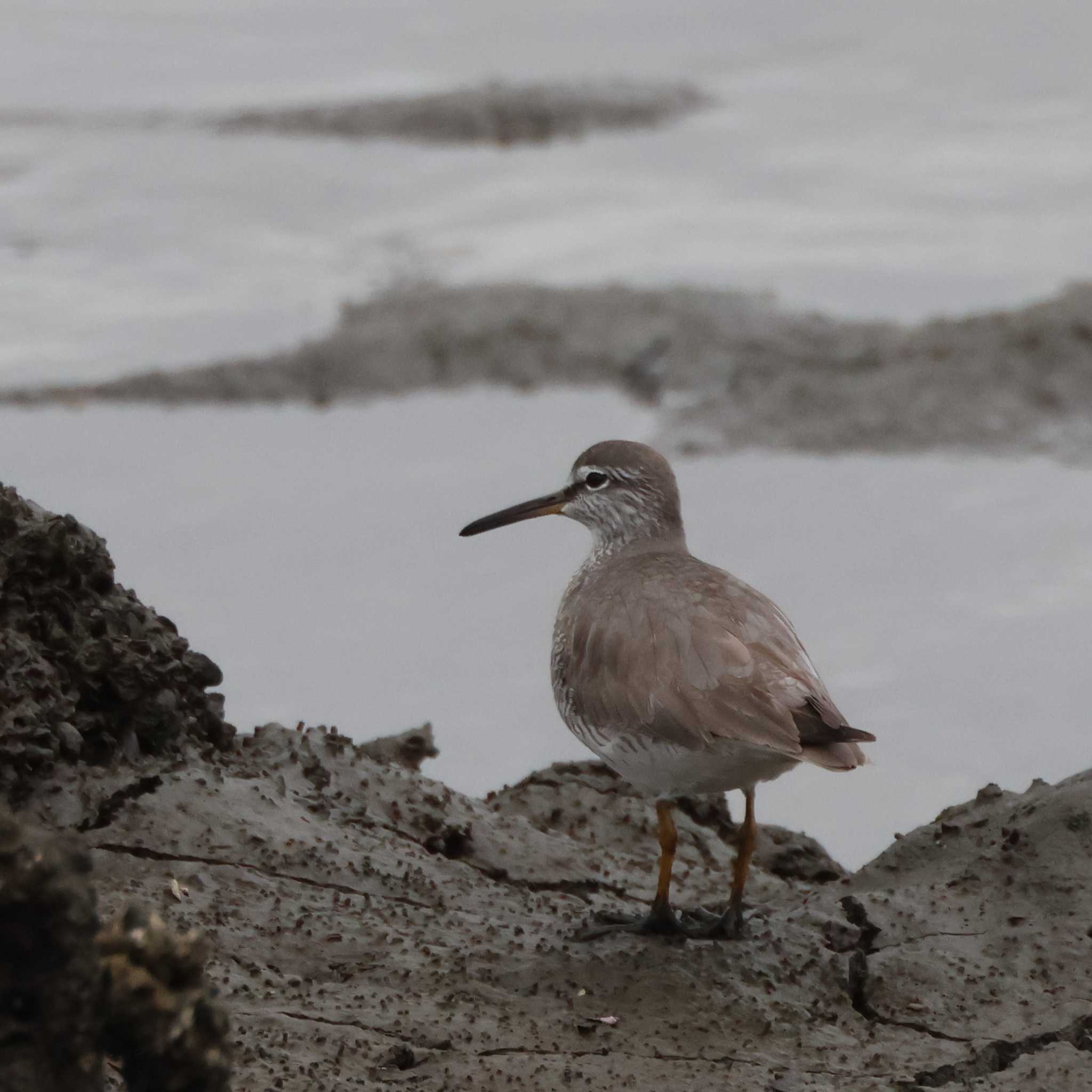 Photo of Grey-tailed Tattler at 土留木川河口(東海市) by OHモリ
