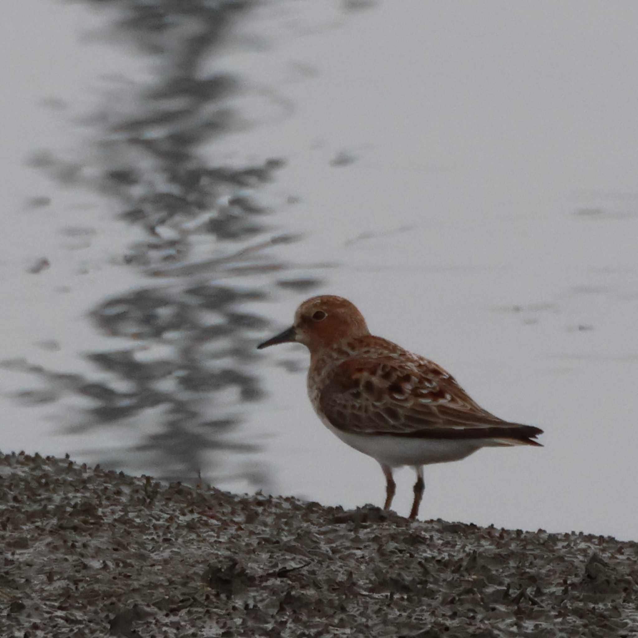 Photo of Red-necked Stint at 土留木川河口(東海市) by OHモリ