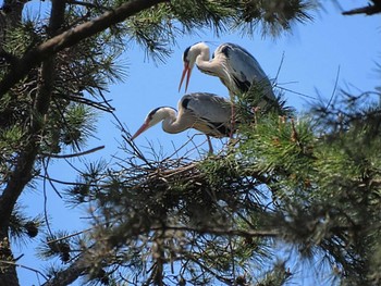 Grey Heron 香良洲海岸 Sat, 5/4/2024