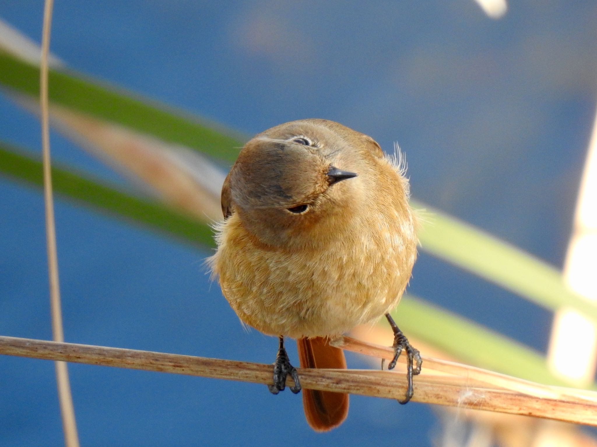 Daurian Redstart