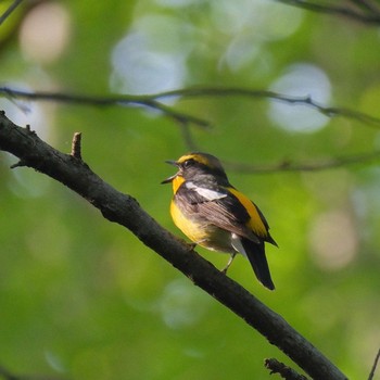 Narcissus Flycatcher Akigase Park Mon, 4/29/2024