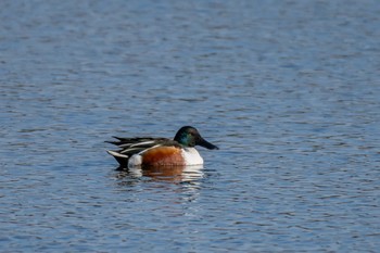 ハシビロガモ 山口県立きらら浜自然観察公園 2019年1月3日(木)