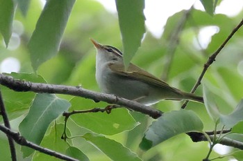 Eastern Crowned Warbler 近所 Thu, 4/25/2024