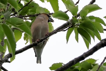 Hawfinch 近所 Thu, 4/25/2024