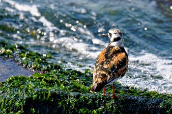 Ruddy Turnstone 日の出三番瀬沿い緑道 Sun, 5/5/2024