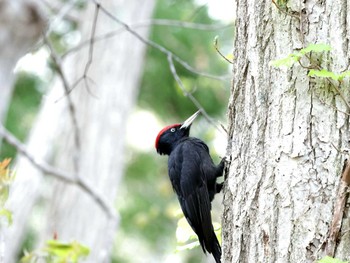 クマゲラ 西岡公園(西岡水源地) 2024年5月5日(日)