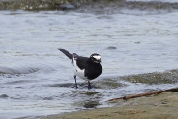 Japanese Wagtail 多摩川二ヶ領宿河原堰 Mon, 4/29/2024