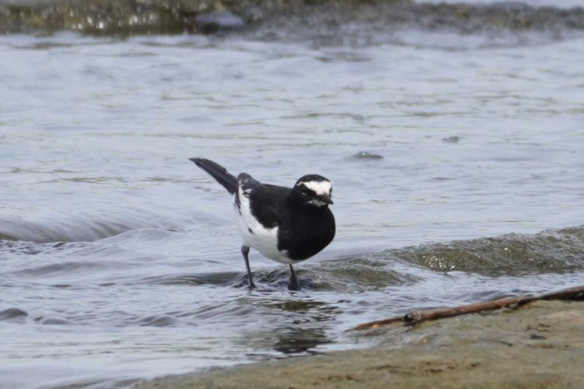 Photo of Japanese Wagtail at 多摩川二ヶ領宿河原堰 by たっちゃんち