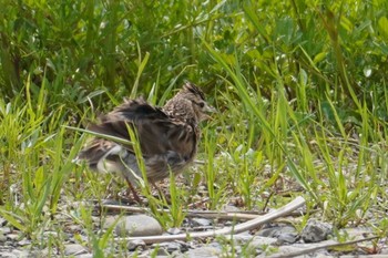 Eurasian Skylark 多摩川二ヶ領宿河原堰 Mon, 4/29/2024