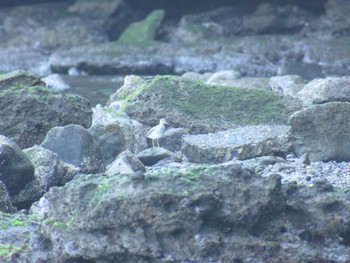 2024年5月4日(土) 走水海岸の野鳥観察記録