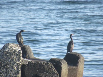 ヒメウ 馬堀海岸 2024年5月4日(土)