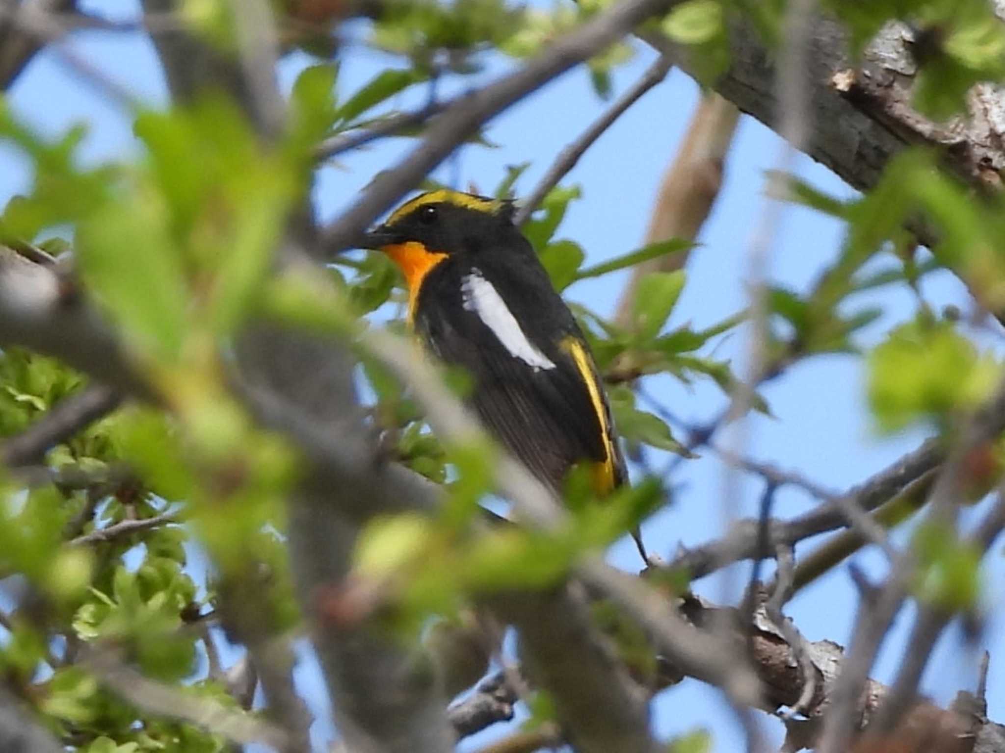 Photo of Narcissus Flycatcher at 茨戸川緑地 by ゴト